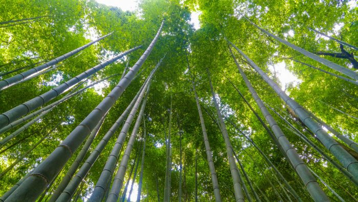 Our Guide to Exploring the Natural Wonders of the Beautiful Arashiyama ...