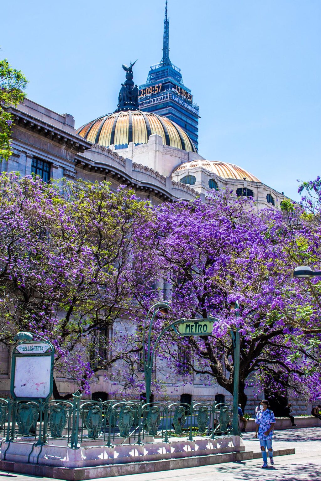 The Ultimate Guide to Seeing the Jacaranda Trees in Mexico City - The ...