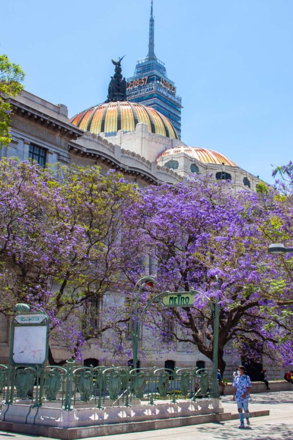 The Ultimate Guide to Seeing the Jacaranda Trees in Mexico City - The ...