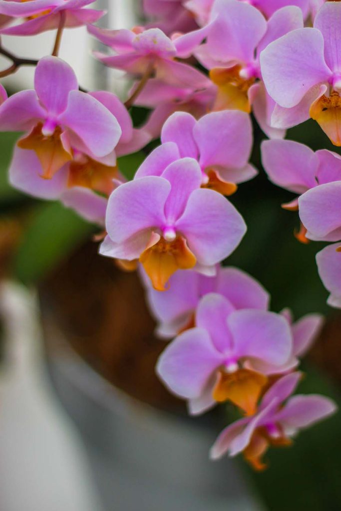 Close-up of vibrant pink orchids with orange centers at Keukenhof gardens