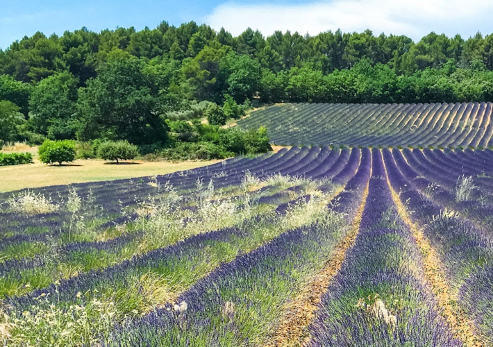 Rows of blooming lavender on the Valensole Plateau, part of the Lavender Route