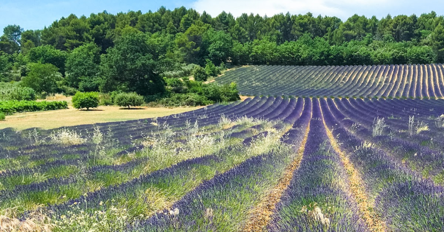 Rows of blooming lavender on the Valensole Plateau, part of the Lavender Route
