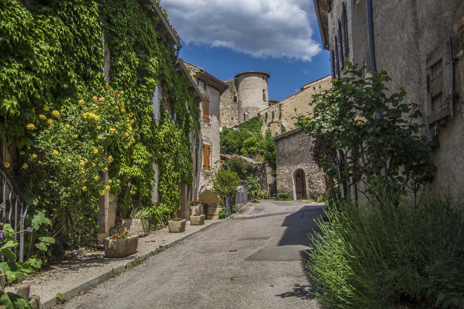 The Ultimate Guide to Exploring the Lavender Routes in Provence: the ...