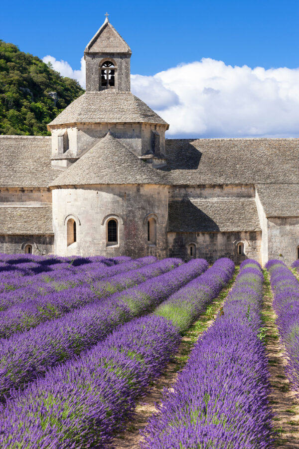 The Ultimate Guide to Exploring the Lavender Routes in Provence: the ...