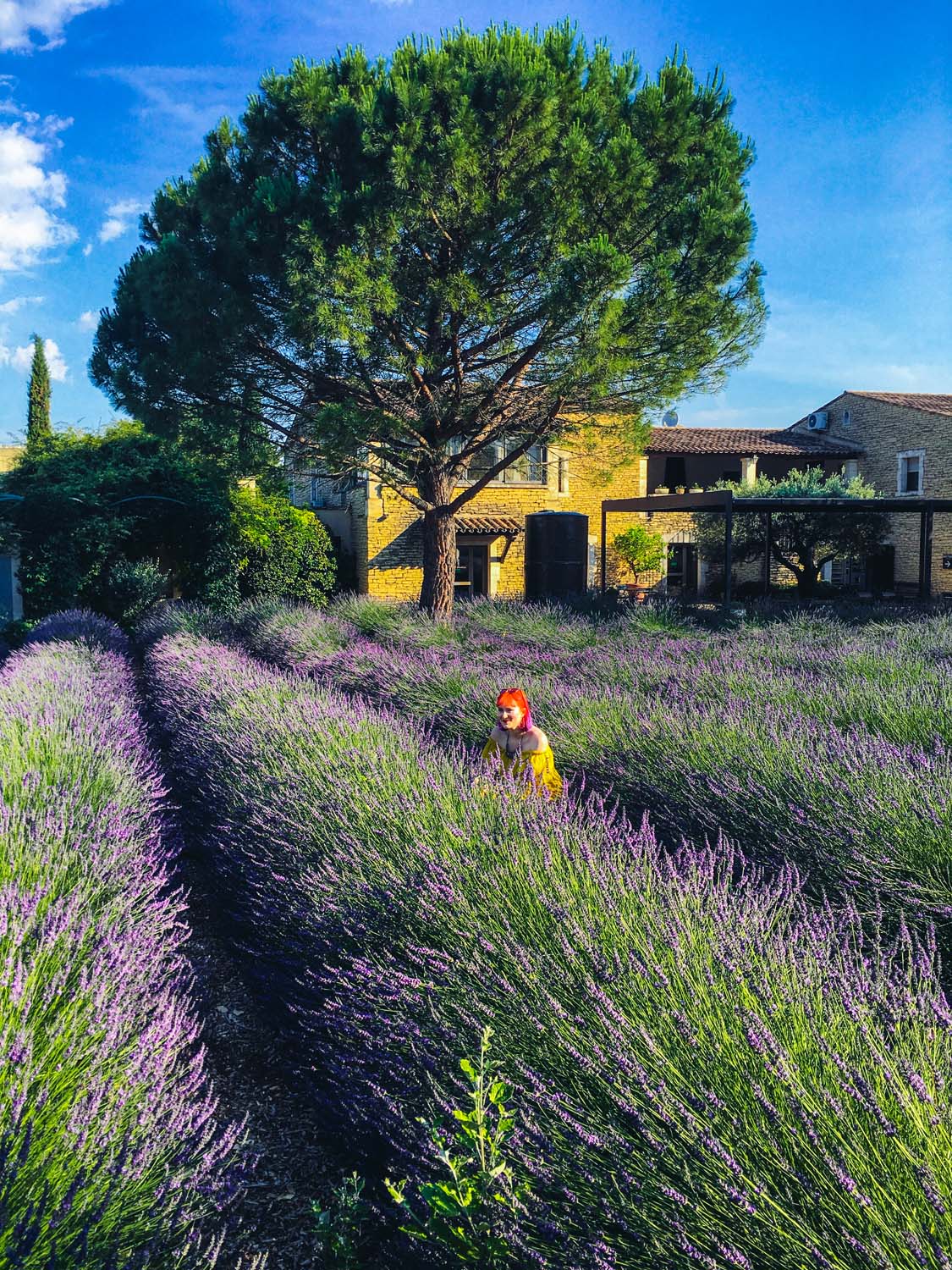 The Ultimate Self-Guided Tour of the Lavender Routes in Provence - The ...